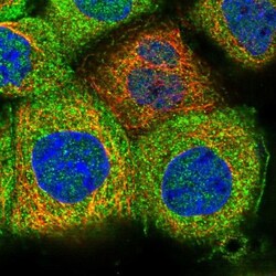 MKRN3 Antibody, Novus Biologicals 0.1mL; Unlabeled:Antibodies, Polyclonal